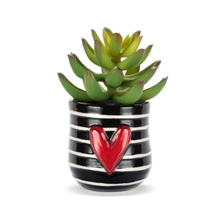 Dem Mini Succulents - All About Me Boutique