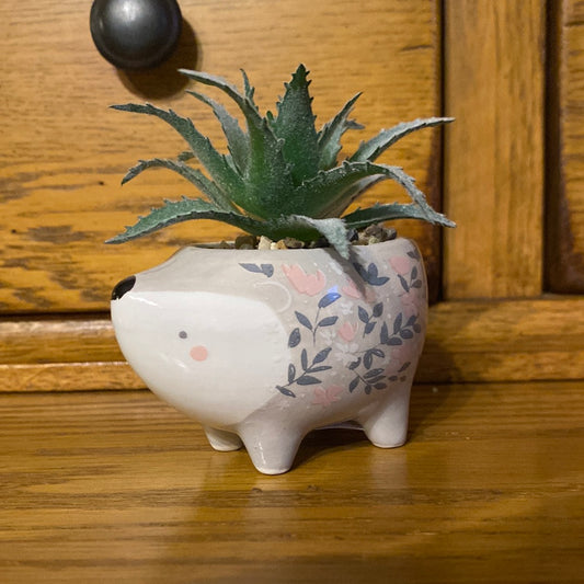 Karma - Succulents (Gina B’s)