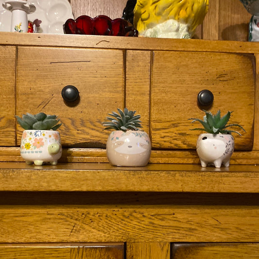 Karma - Succulents (Gina B’s)